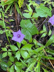 Ipomoea triloba
