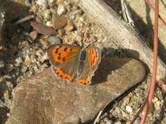 Lycaena phlaeas