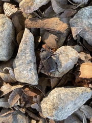 Hemiphileurus illatus