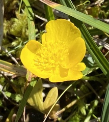 Ranunculus repens