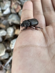 Hemiphileurus illatus