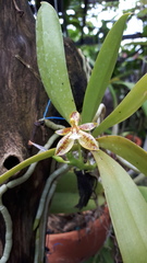 Phalaenopsis