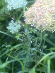 Bittacomorpha clavipes