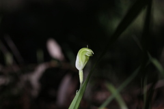 Pterostylis brevisepala