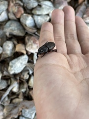 Hemiphileurus illatus