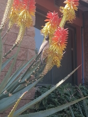 Pycnonotus barbatus layardi