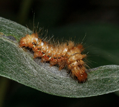 Acronicta rumicis