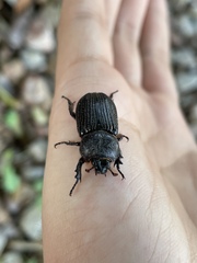 Hemiphileurus illatus