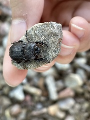 Hemiphileurus illatus