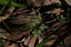 Pterostylis brevisepala
