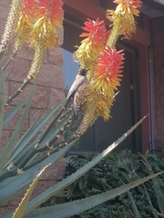 Pycnonotus barbatus layardi