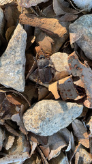 Hemiphileurus illatus