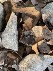 Hemiphileurus illatus