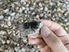 Hemiphileurus illatus