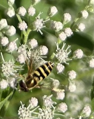 Syrphus