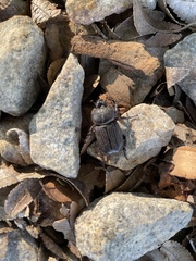 Hemiphileurus illatus