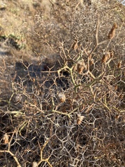Launaea arborescens