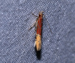Labdia semicoccinea
