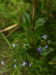 Veronica americana