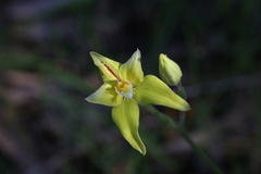 Caladenia flava