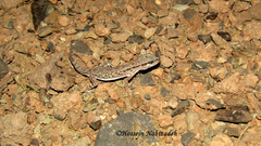 Bunopus tuberculatus