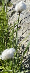Eriophorum scheuchzeri