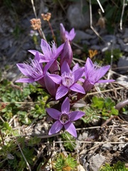 Gentianella germanica