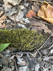 Entodon seductrix