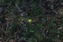 Caladenia flava
