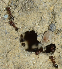 Monomorium subopacum