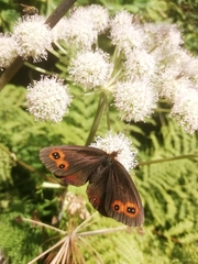 Erebia