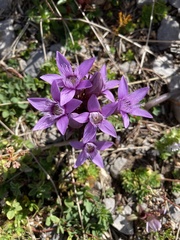 Gentianella germanica