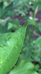 Delphinia picta