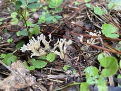 Sebacina schweinitzii