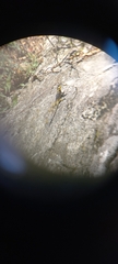 Sceloporus oberon