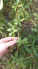 Parthenocissus quinquefolia