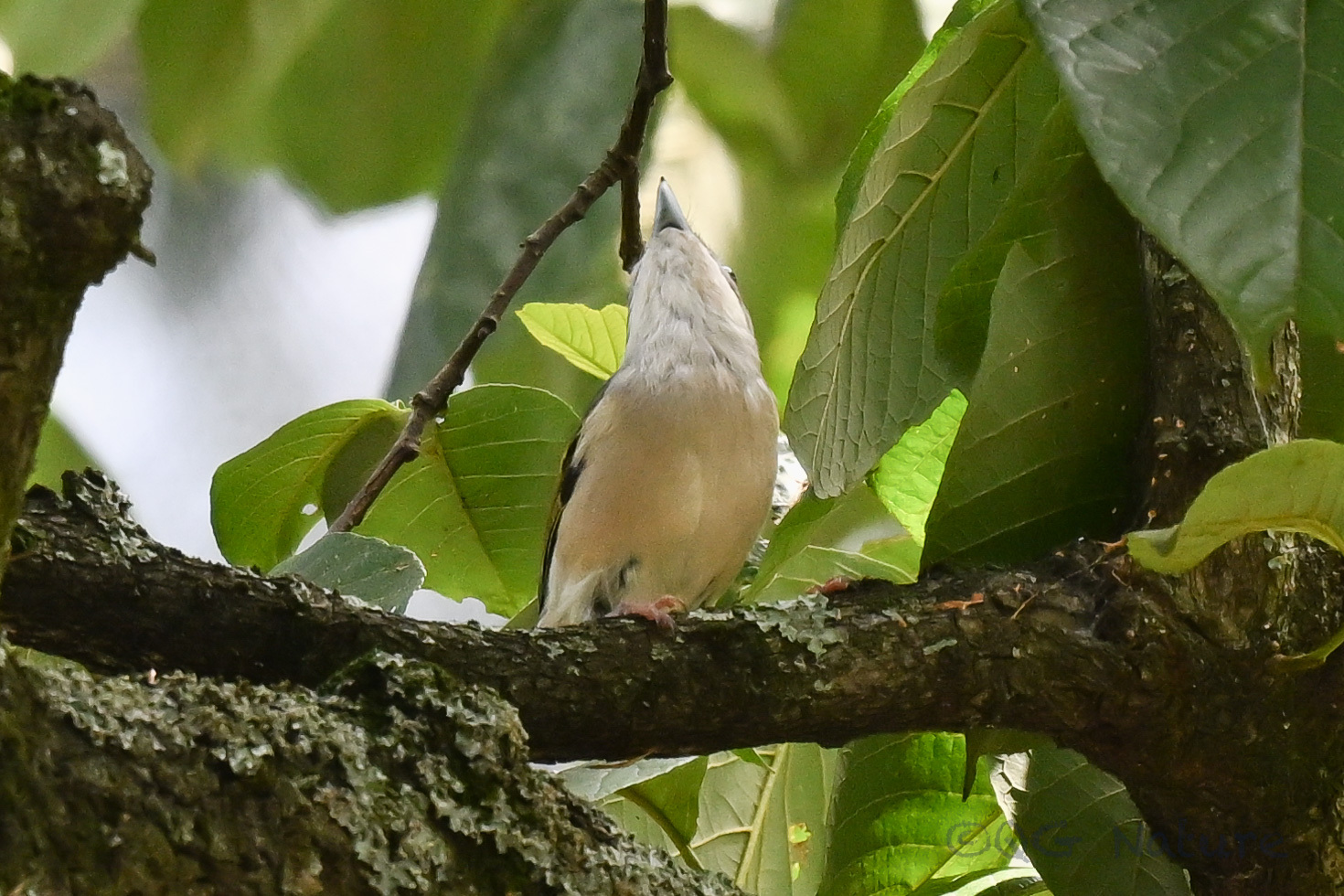 White-browed Shrike-babbler