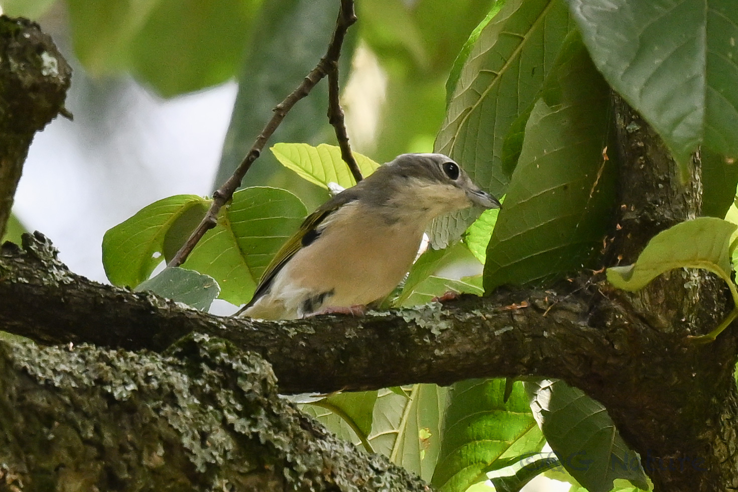 White-browed Shrike-babbler