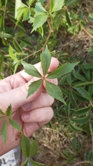 Parthenocissus quinquefolia