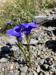 Gentianopsis ciliata