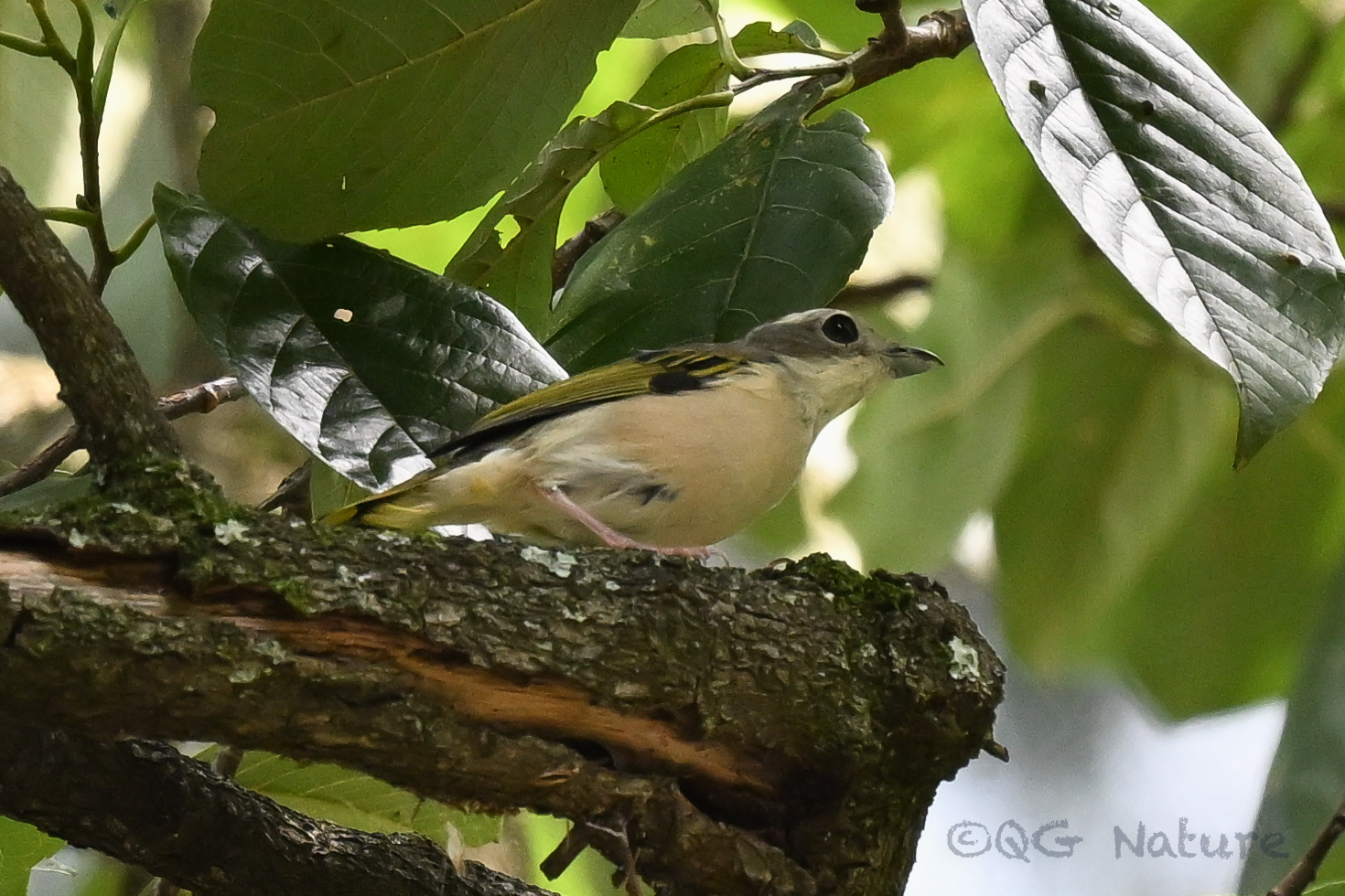 White-browed Shrike-babbler