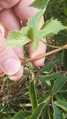 Parthenocissus quinquefolia
