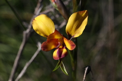 Diuris tinkeri