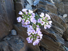 Noccaea rotundifolia