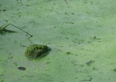 Alligator mississippiensis