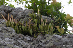 Polypodiaceae
