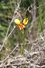 Diuris tinkeri