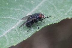 Calliphora vicina