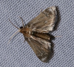 Luma
