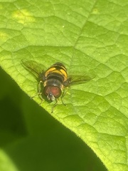 Eristalis transversa